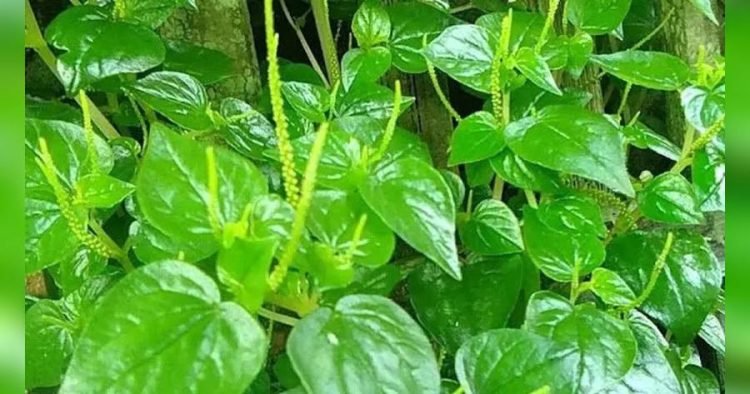 Daun Sirih Cina.