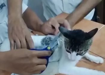 Kucing 'kurir' narkoba di Kosta Rika. 