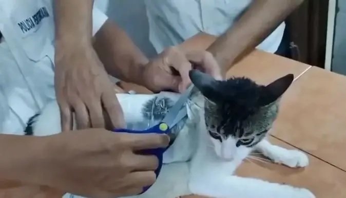 Kucing 'kurir' narkoba di Kosta Rika.