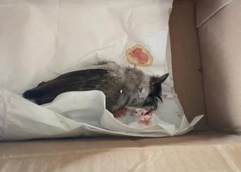 Paket bangkai burung yang dikirim kepada Delima Silalahi. 