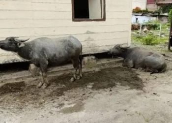 Kerbau milik Hariady Simanjuntak sebelum dicuri tiga orang pelaku.