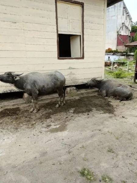 Kerbau milik Hariady Simanjuntak sebelum dicuri tiga orang pelaku.