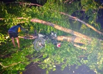 Pohon tumbang menimpa sepeda motor di Jalan Lintas Medan–Aceh, Kecamatan Stabat, Kabupaten Langkat. 