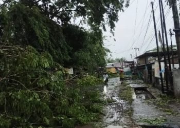 Kondisi pohon tumbang di Kelurahan Mutiara Kisaran, Senin (12/5/2025) sore. 