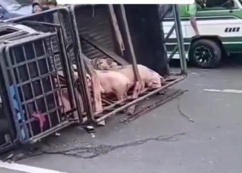 Sejumlah babi berjatuhan usai mobil pikap pengangkutnya terbalik.