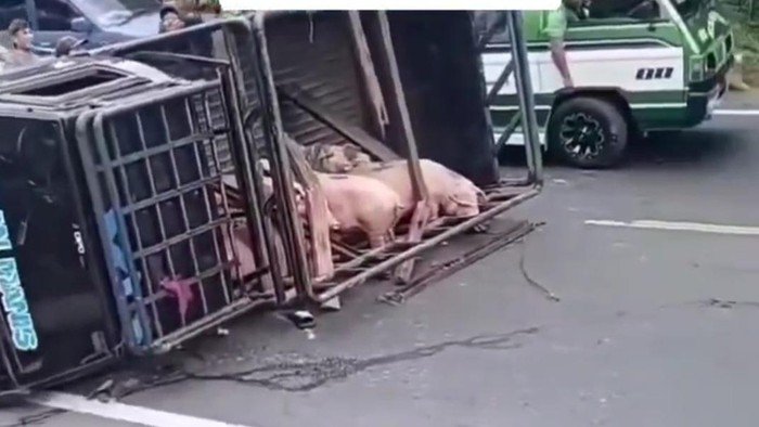 Sejumlah babi berjatuhan usai mobil pikap pengangkutnya terbalik.