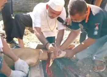Tuan Guru Prabu Kresno Erde saat menyembelih salah satu hewan qurban. (IST)
