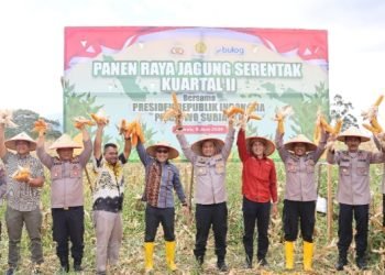 Sekretaris Daerah Tapsel, Sofyan Adil, Polres Tapsel, Dinas Pertanian, penyuluh pertanian, dan kelompok tani seperti Kelompok Tani Bersama dan Kelompok Tani Bersatu usai panen jagung. (Ist)