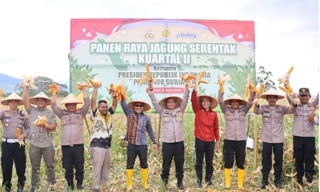 Sekretaris Daerah Tapsel, Sofyan Adil, Polres Tapsel, Dinas Pertanian, penyuluh pertanian, dan kelompok tani seperti Kelompok Tani Bersama dan Kelompok Tani Bersatu usai panen jagung. (Ist)