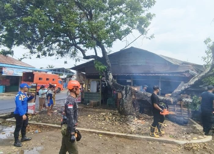 BPBD Binjai evakuasi pohon besar tumbang di Jalan Sei Batang Hari Kecamatan Binjai Selatan. 