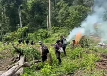 Bareskrim musnahkan ladang ganja di Nagan Raya.