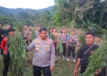 Polres Madina memusnahkan 6 hektare ladang ganja di perbukitan Tor Sihite, Desa Rao Rao Dolok, Kecamatan Tambangan.