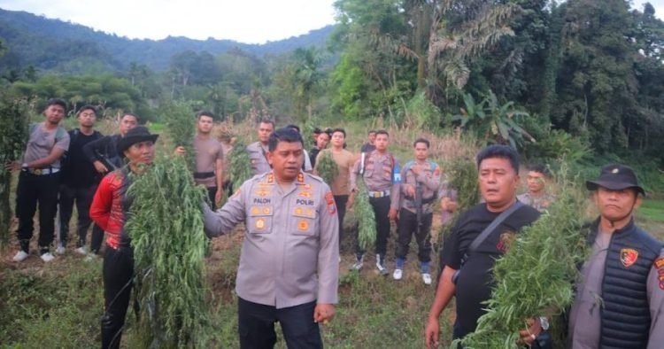 Polres Madina memusnahkan 6 hektare ladang ganja di perbukitan Tor Sihite, Desa Rao Rao Dolok, Kecamatan Tambangan.