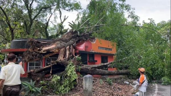 Angin kencang sempat buat geger warga Medan hari ini. Kondisi ini sempat mengakibatkan terjadinya pohon tumbang. 