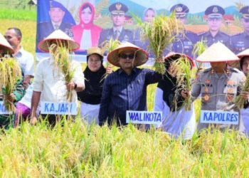 Wali Kota Padangsidimpuan Letnan Dalimunthe bersama Forkompinda saat panen raya padi di Desa Manunggang. (IST)