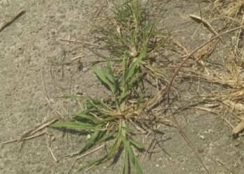 Ruas jalan dari Desa Dolok Nagodang menuju Desa Amborgang yang baru saja siap sudah ditumbuhi rumput. (IST)