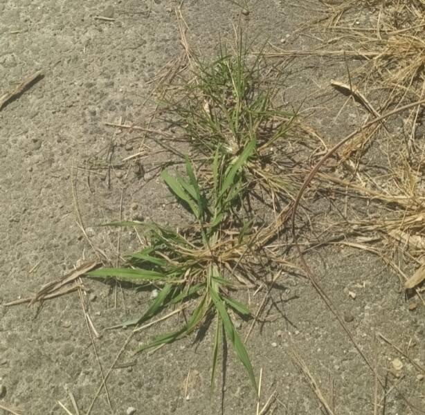 Ruas jalan dari Desa Dolok Nagodang menuju Desa Amborgang yang baru saja siap sudah ditumbuhi rumput. (IST)