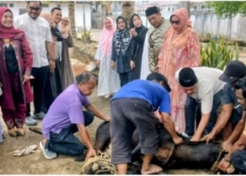 Anggota DPRD Padangsidimpuan yang ikut kurban melihat pelaksanakan penyembelih hewan kurban dalam rangka Hari Raya Idul Adha 1447 Hijriah di lingkungan kantor DPRD Kota Padangsidimpuan. (IST)