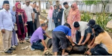 Anggota DPRD Padangsidimpuan yang ikut kurban melihat pelaksanakan penyembelih hewan kurban dalam rangka Hari Raya Idul Adha 1447 Hijriah di lingkungan kantor DPRD Kota Padangsidimpuan. (IST)