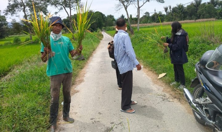 Petani menunjukkan padi yang terserang hama. (IST)
