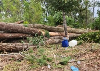 Lokasi aksi perambahan hutan Pinus di Desa Habeahan, Kecamatan Lintongnihuta, Kabupaten Humbahas. (IST)