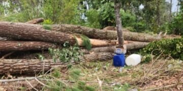 Lokasi aksi perambahan hutan Pinus di Desa Habeahan, Kecamatan Lintongnihuta, Kabupaten Humbahas. (IST)
