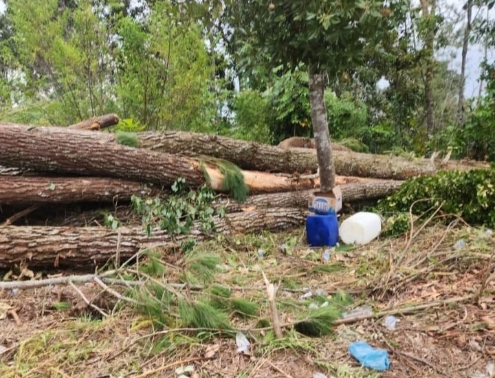 Lokasi aksi perambahan hutan Pinus di Desa Habeahan, Kecamatan Lintongnihuta, Kabupaten Humbahas. (IST)